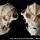 Art of the Day: Freak Taxidermy Skull by Takeshi Yamada
