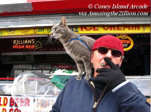 Coney Island Cat